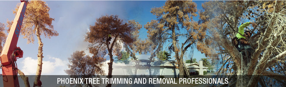 AZ Tree Trimming and Removal Experts