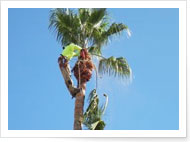 AZtree Triming and Removal Experts